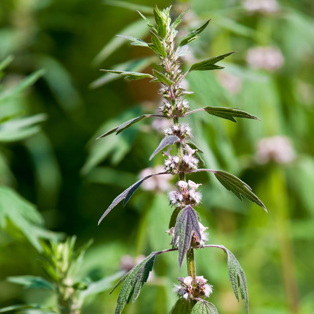 Leonurus cardiaca - Agripalma