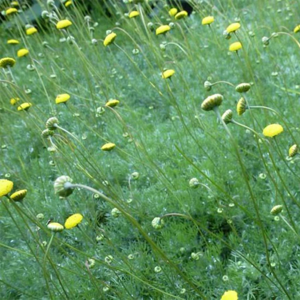 Cotula hispida