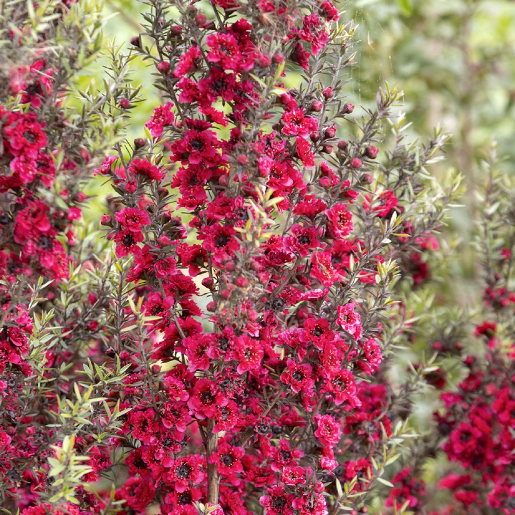 Leptospermum scoparium Red damask