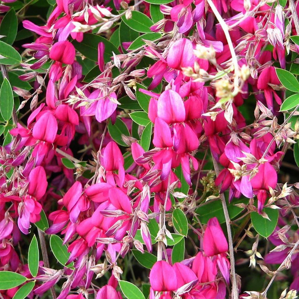 Lespedeza bicolor Summer Beauty - Trébol japonés