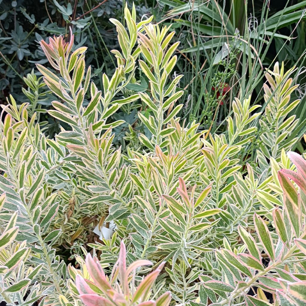 Leucadendron Jester