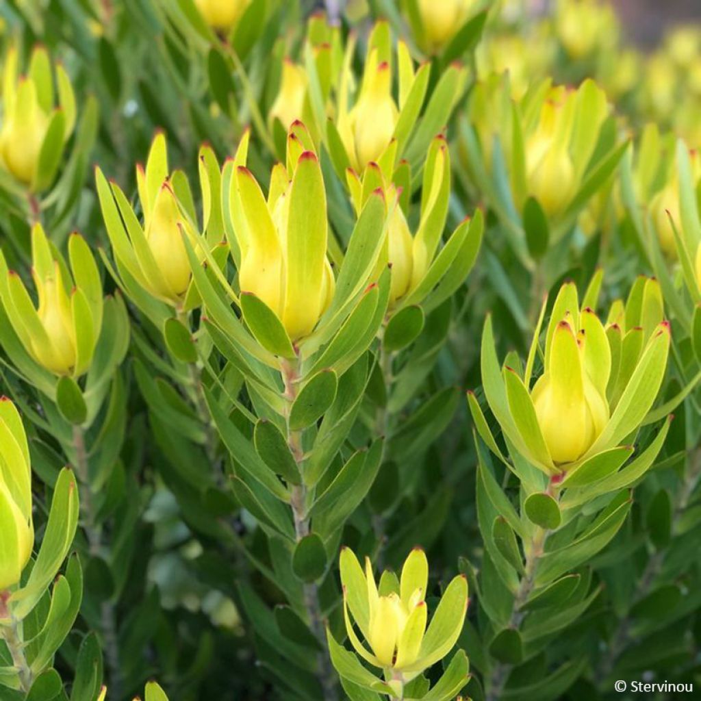 Leucadendron salignum x laureolum Safari Goldstrike