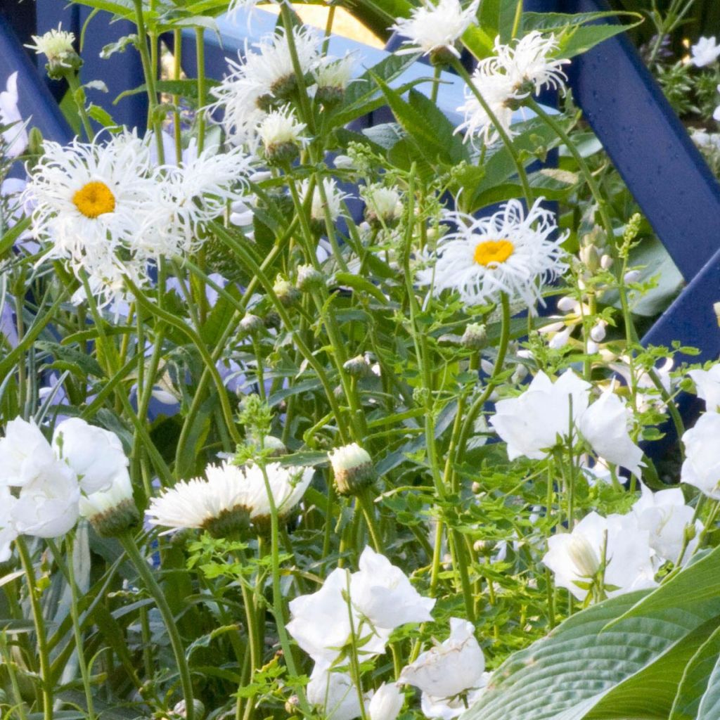 Margarita Reina Old Court - Leucanthemum superbum