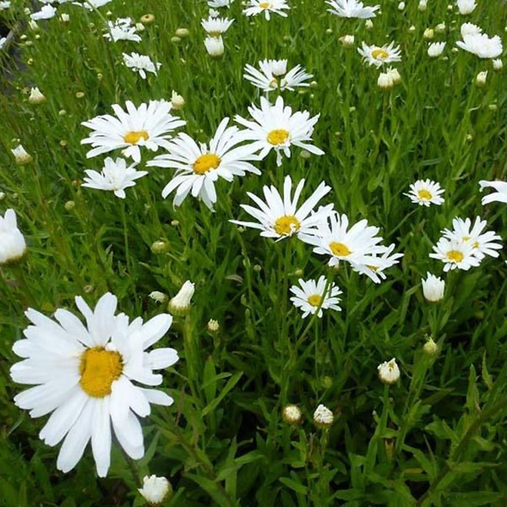 Margarita Reina Polaris - Leucanthemum superbum