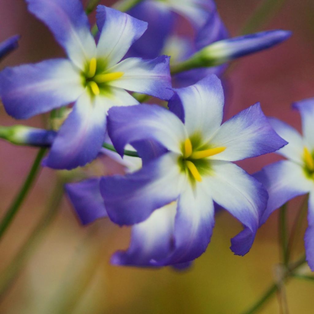 Leucocoryne Blue Ocean ® - Gloire du Soleil