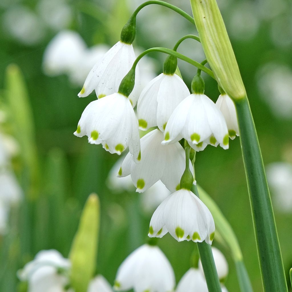 Leucojum aestivum Bridesmaid - Campanillas de primavera