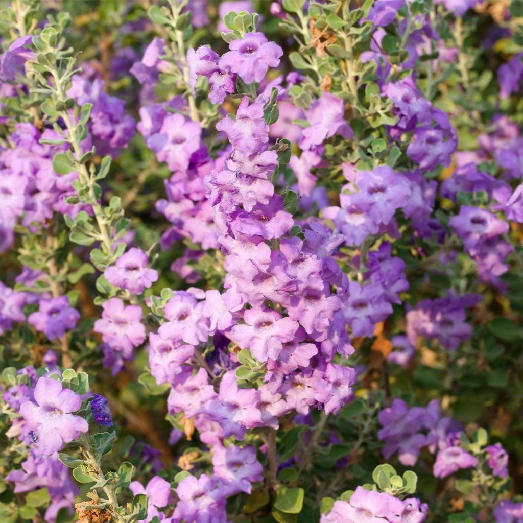 Leucophyllum langmaniae - Cenizo