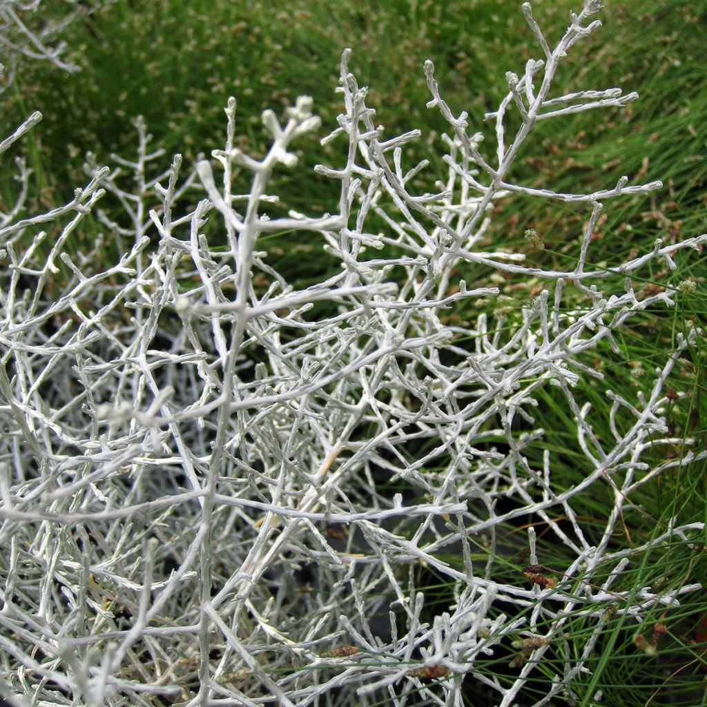 Leucophyta brownii - Planta del cojín plateado