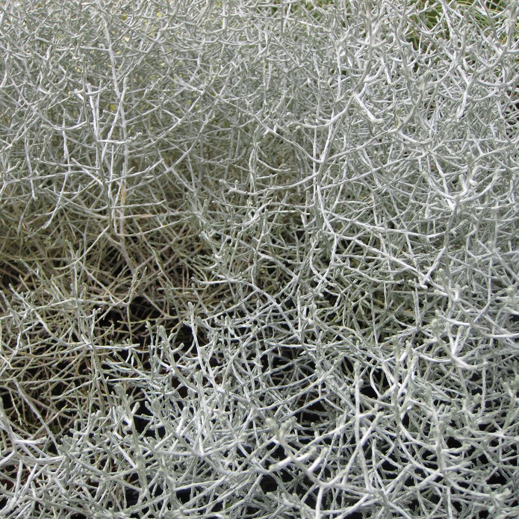 Leucophyta brownii - Planta del cojín plateado