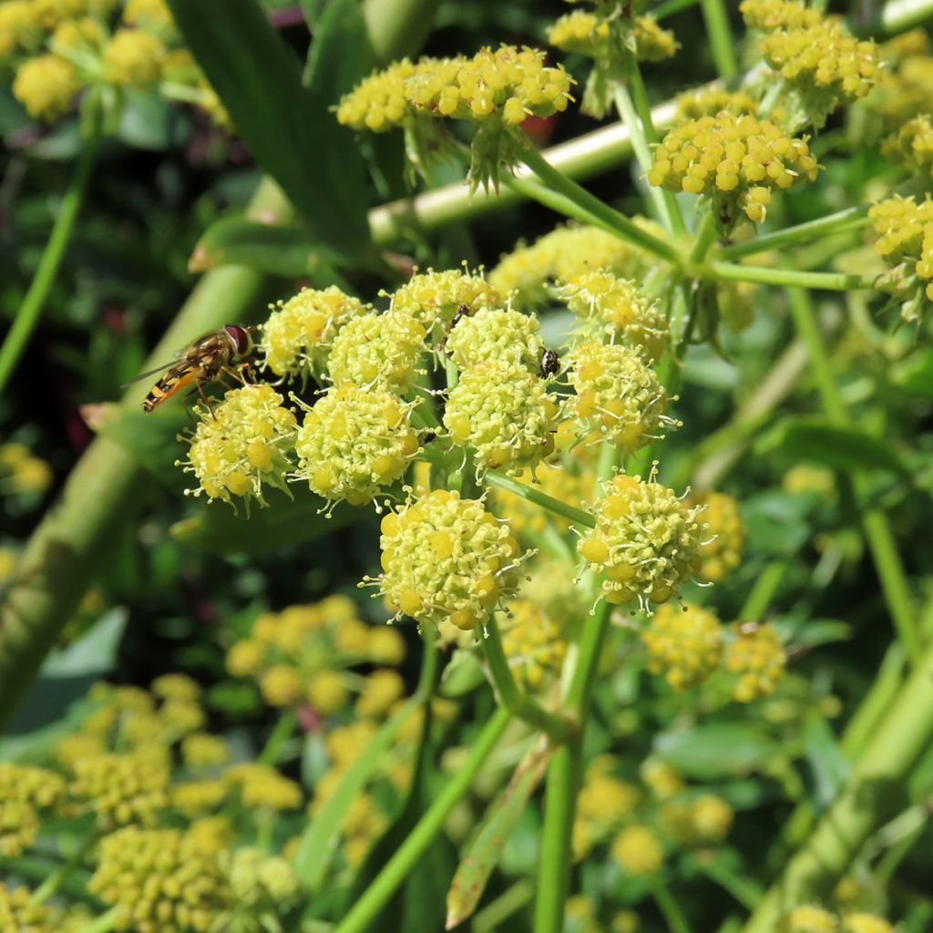 Levístico - Levisticum officinalis