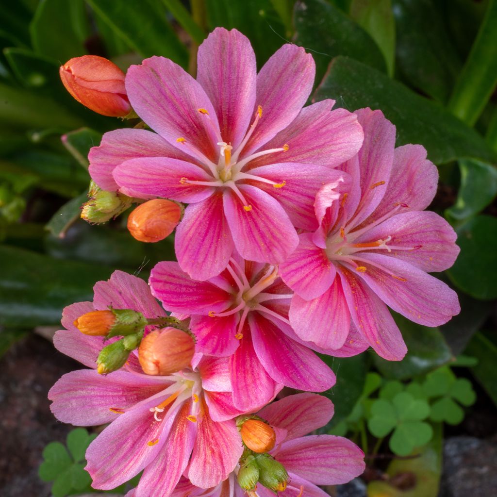 Lewisia Little Raspberry