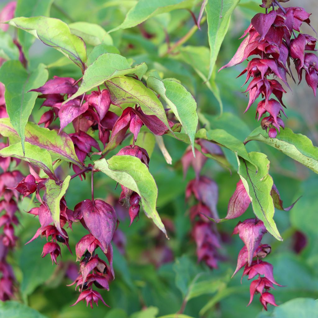 Leycesteria formosa (semillas) - Madreselva del Himalaya