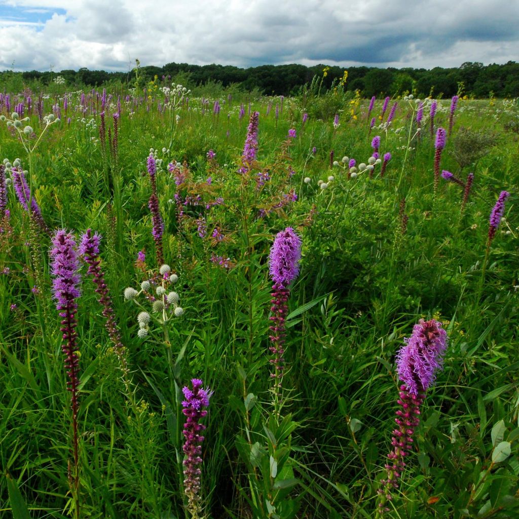 Liatris pycnostachya - Liatride
