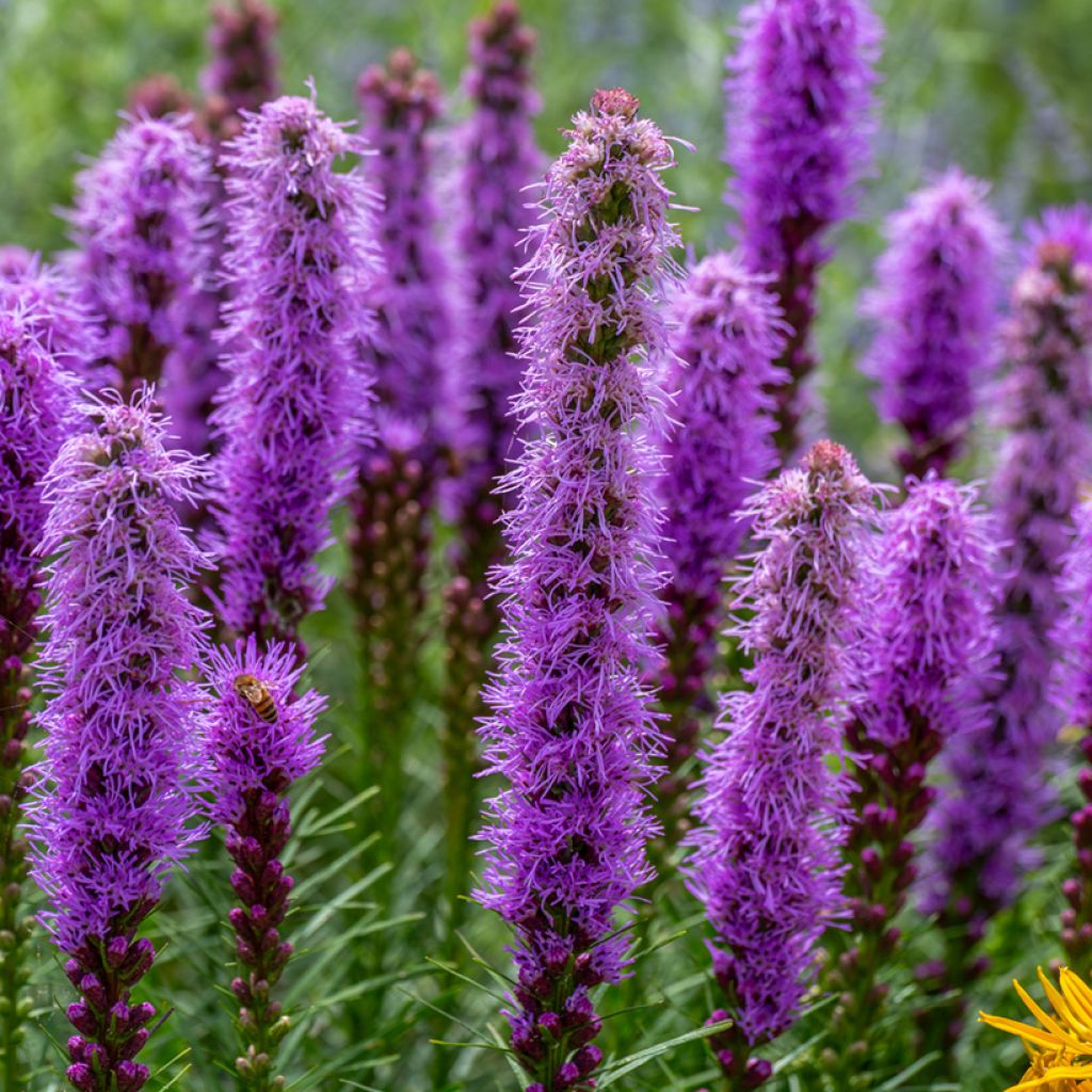 Liatris pycnostachya - Liatride