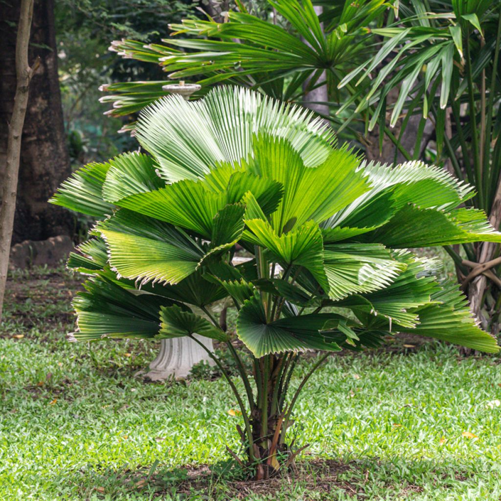 Licuala grandis - Palmera