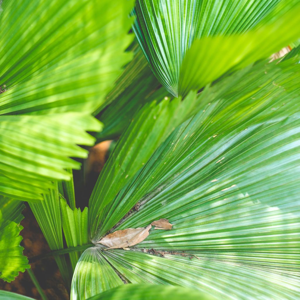 Licuala grandis - Palmera