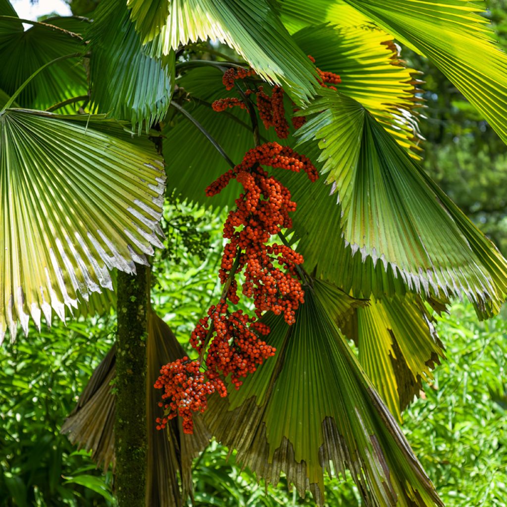 Licuala grandis - Palmera