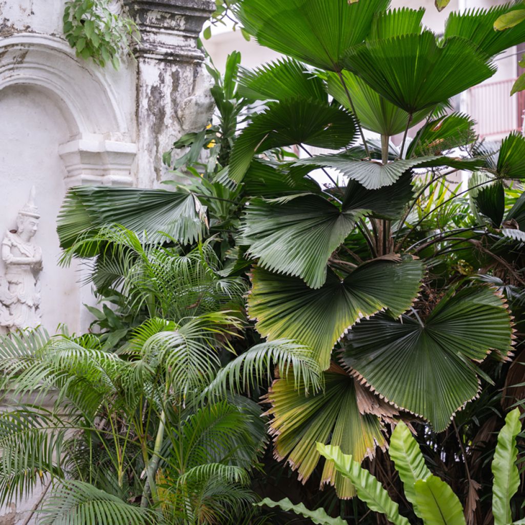 Licuala grandis - Palmera