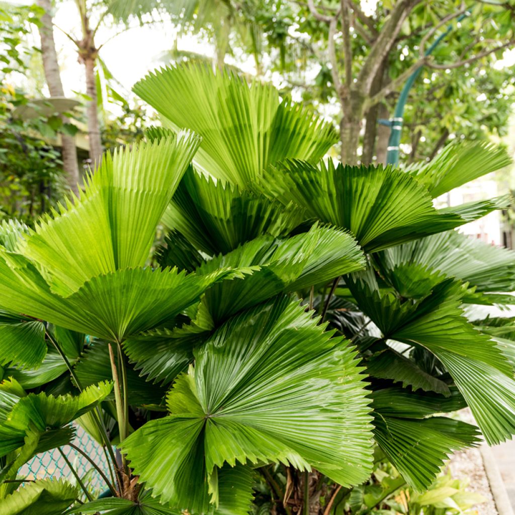 Licuala grandis - Palmera
