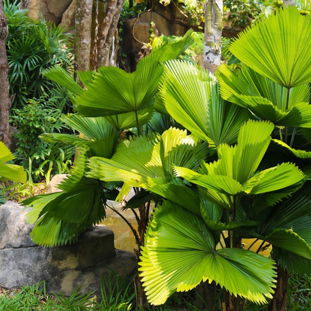 Licuala grandis - Palmera