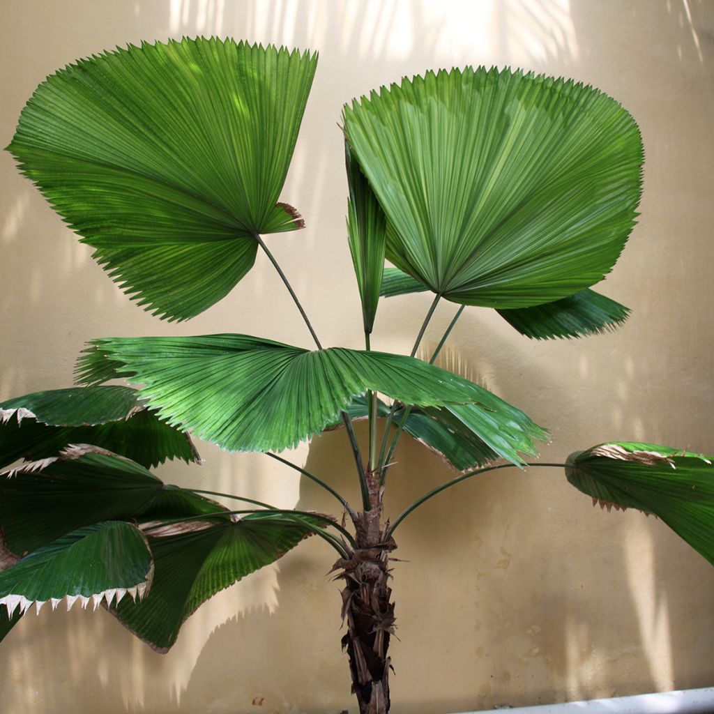 Licuala grandis - Palmera