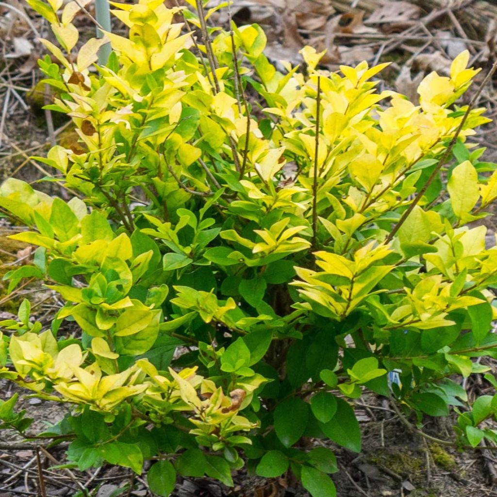 Ligustrum vicaryi - Aligustre
