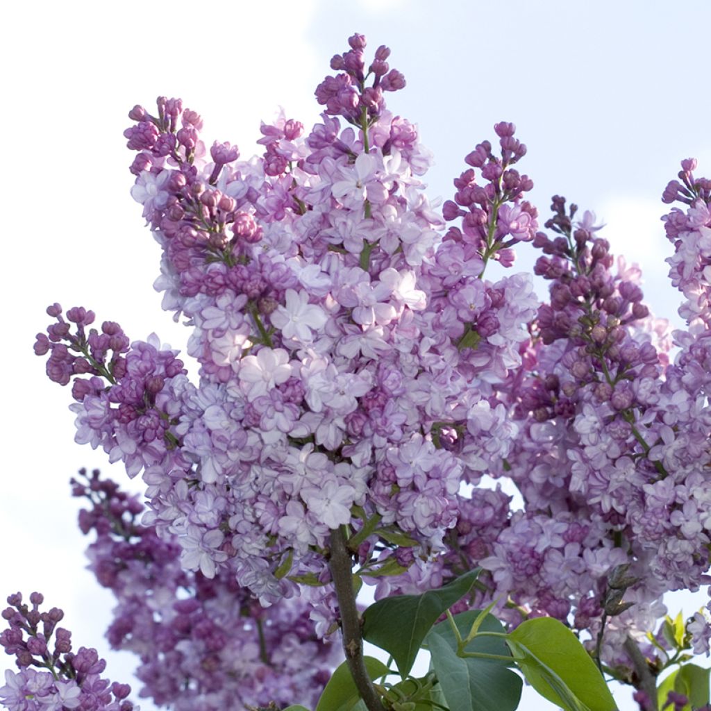 Lila Nadezhda - Syringa vulgaris