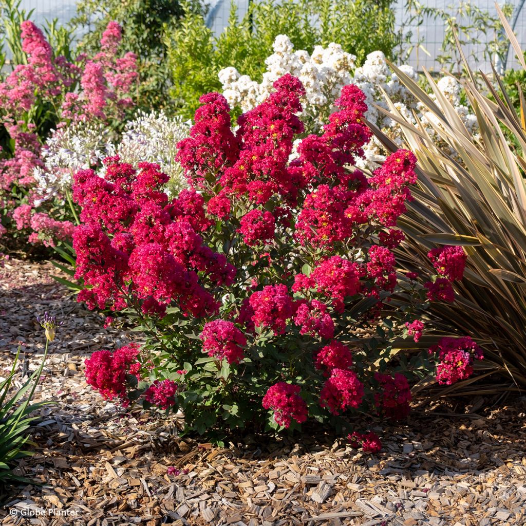 Lagerstroemia indica Gourmet Red Red Wine - Árbol de Júpiter