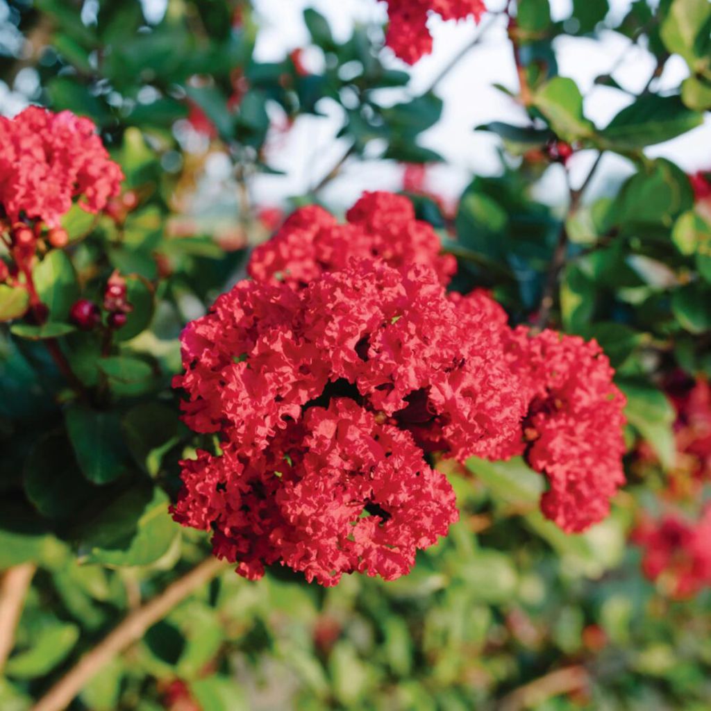 Lagerstroemia Ruffled Red Magic - Árbol de Júpiter