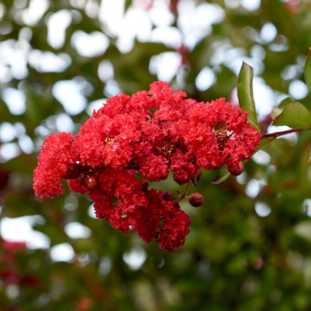 Lagerstroemia Ruffled Red Magic - Árbol de Júpiter