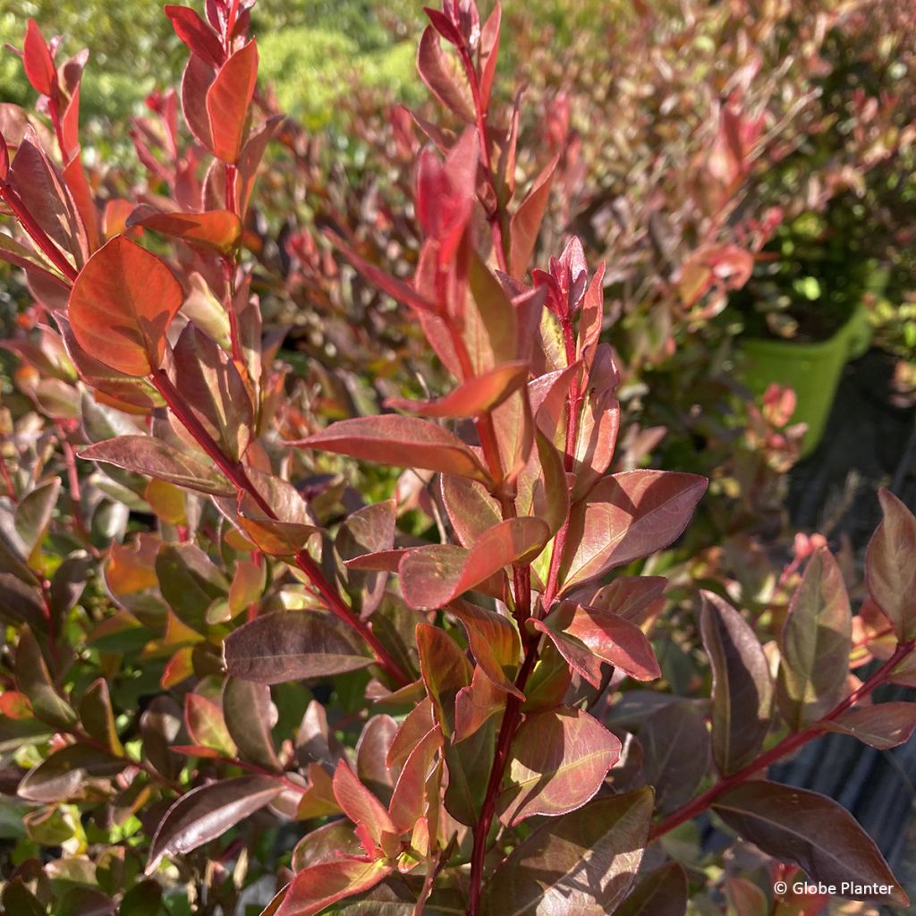 Lagerstroemia indica Gourmet Choco Pink - Árbol de Júpiter