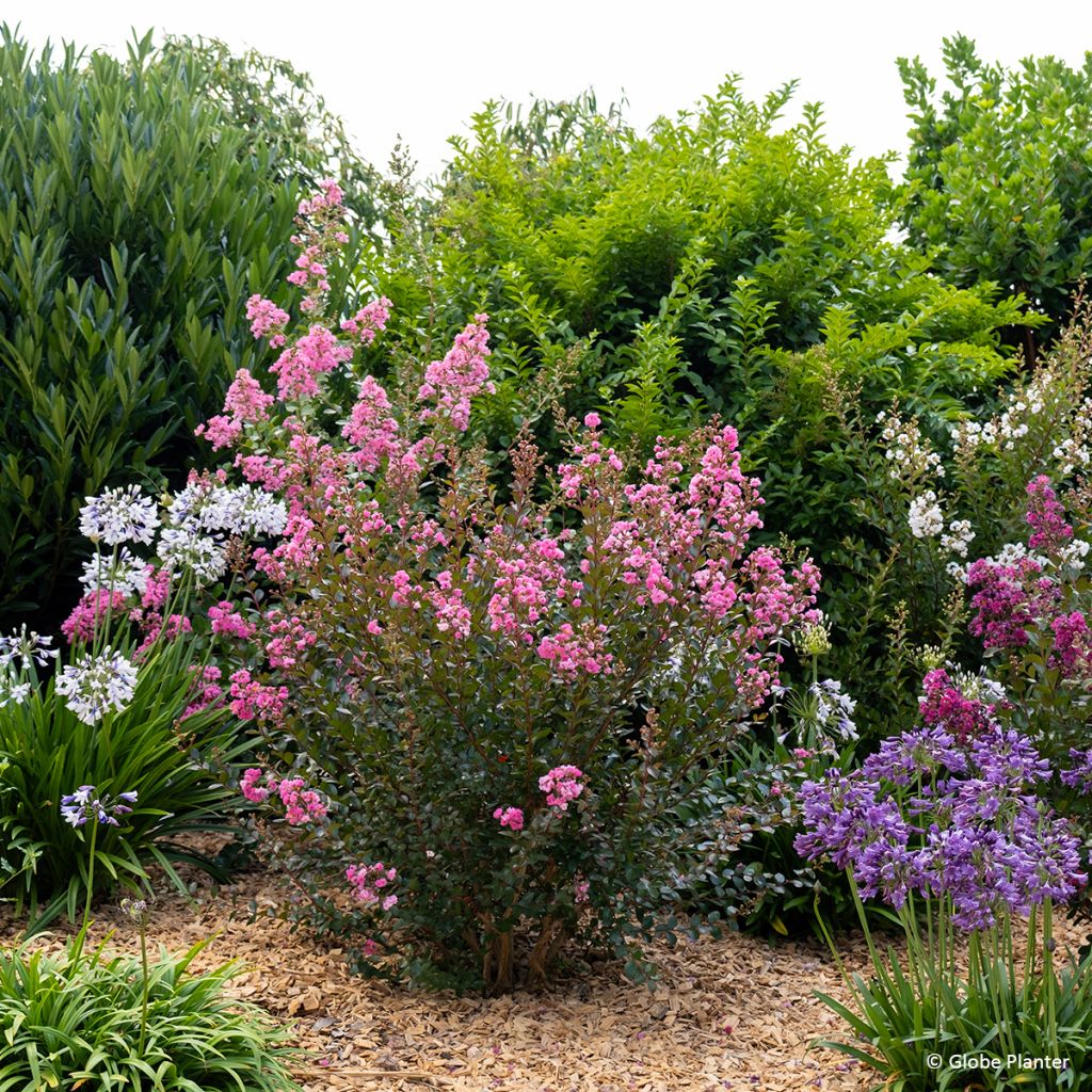 Lagerstroemia indica Gourmet Choco Pink - Árbol de Júpiter
