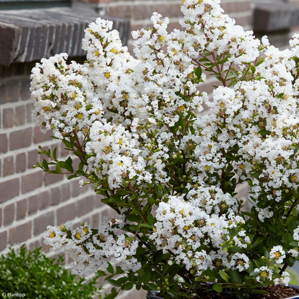 Árbol de Júpiter Virgin With Love - Lagerstroemia indica