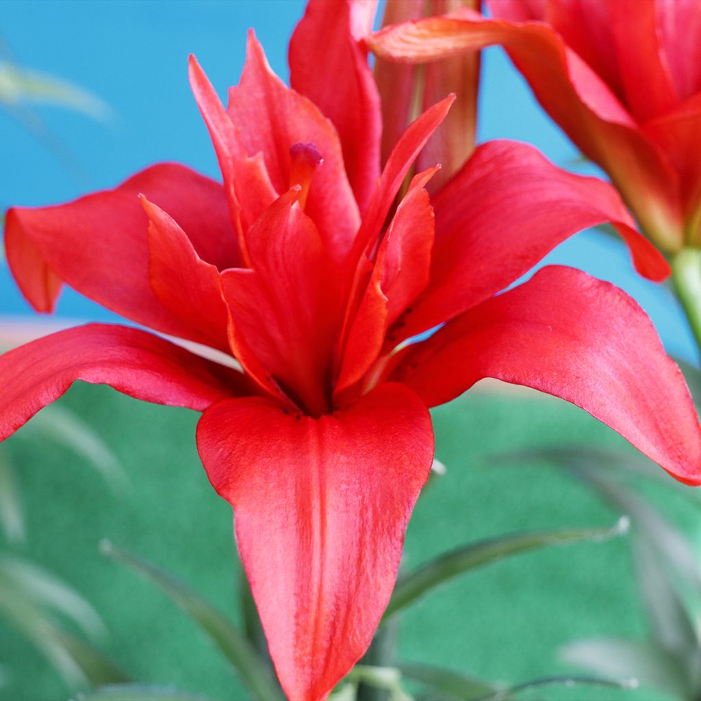 Lilium asiatica Bald Eagle - Lirio asiático