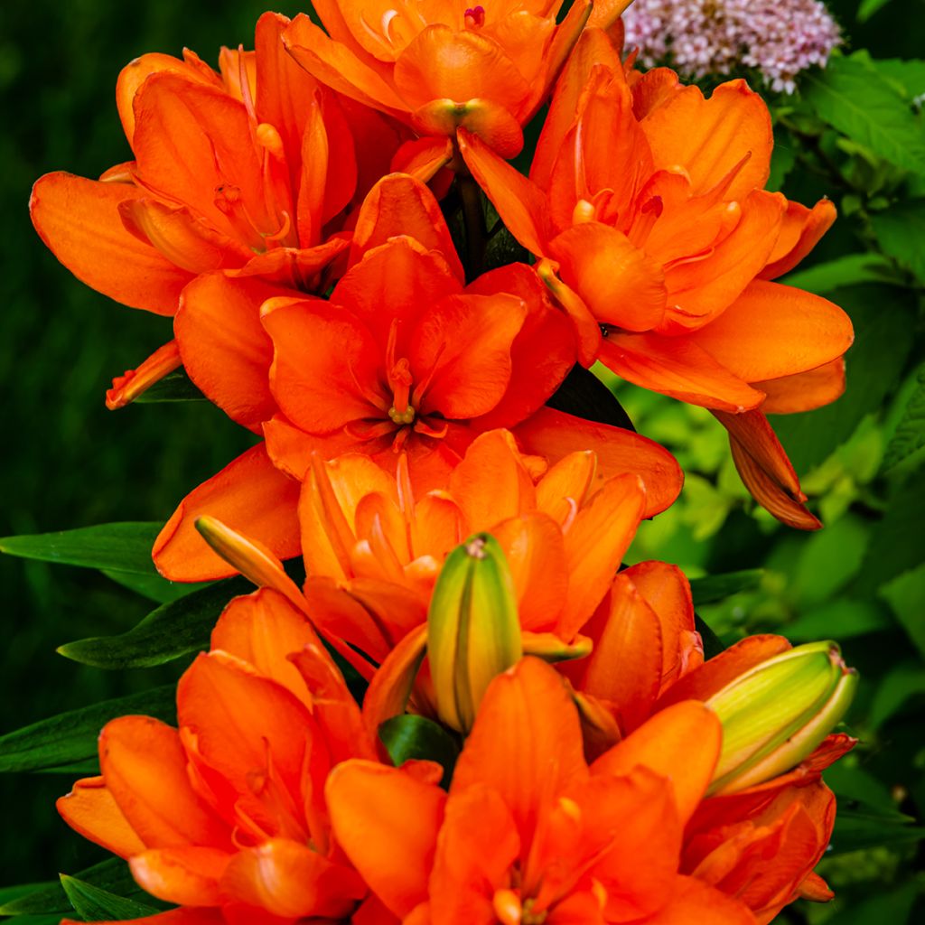 Lilium asiatica Hulk