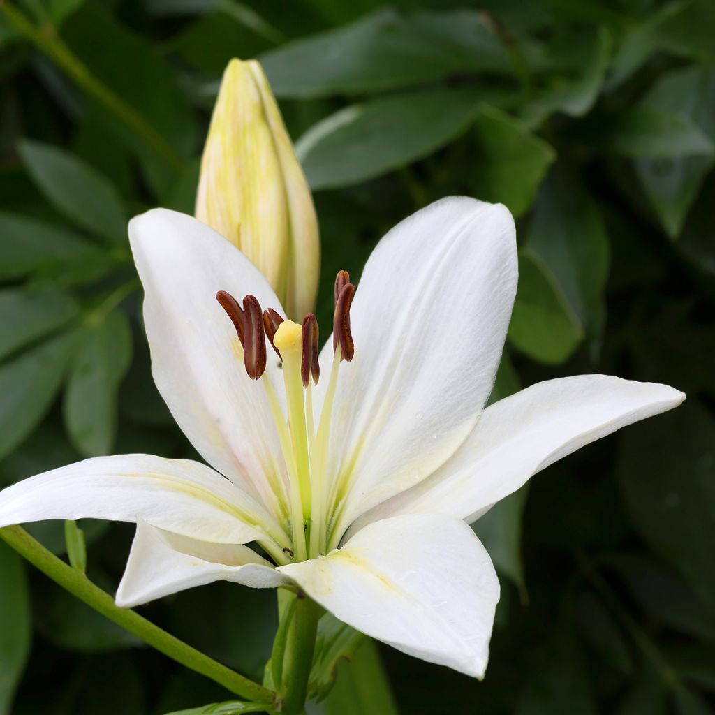 Lilium Gwen - Lirio