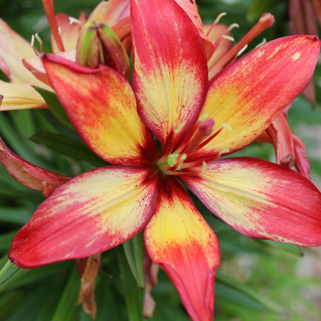 Lilium Forever Linda - Lirio