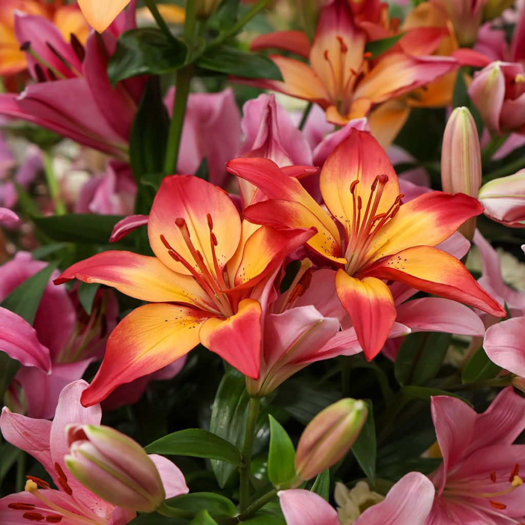 Lilium asiatica Heartstrings - Lirio asiático