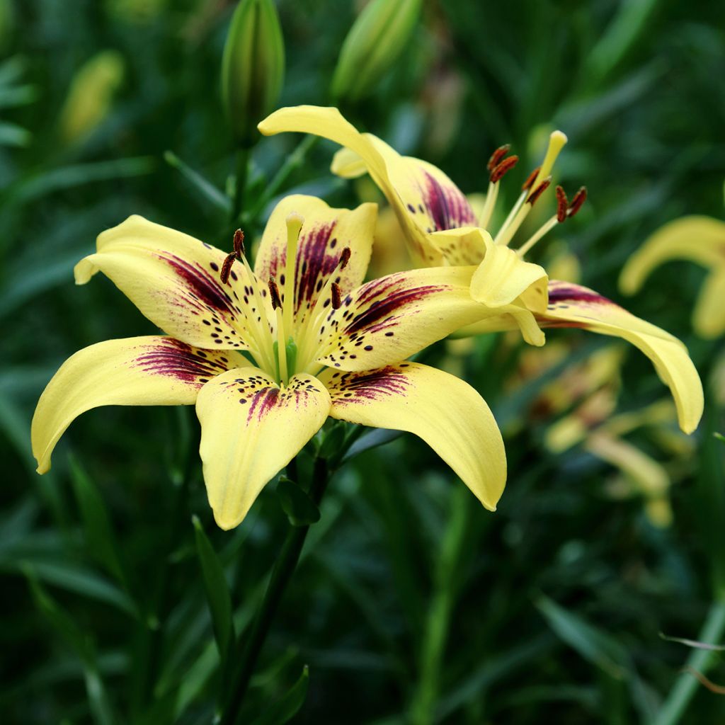 Lilium asiatica Pieton - Lirio asiático