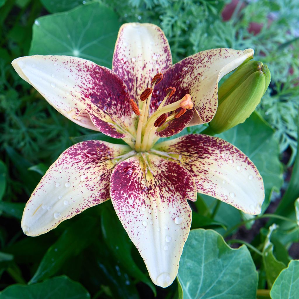 Lilium asiatica Tribal Dance - Lirio asiático
