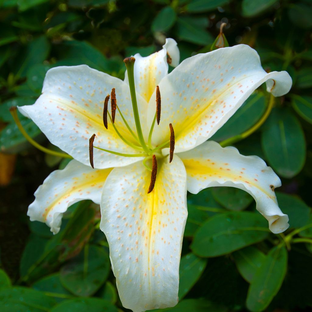 Lilium Baferrari - Lirio