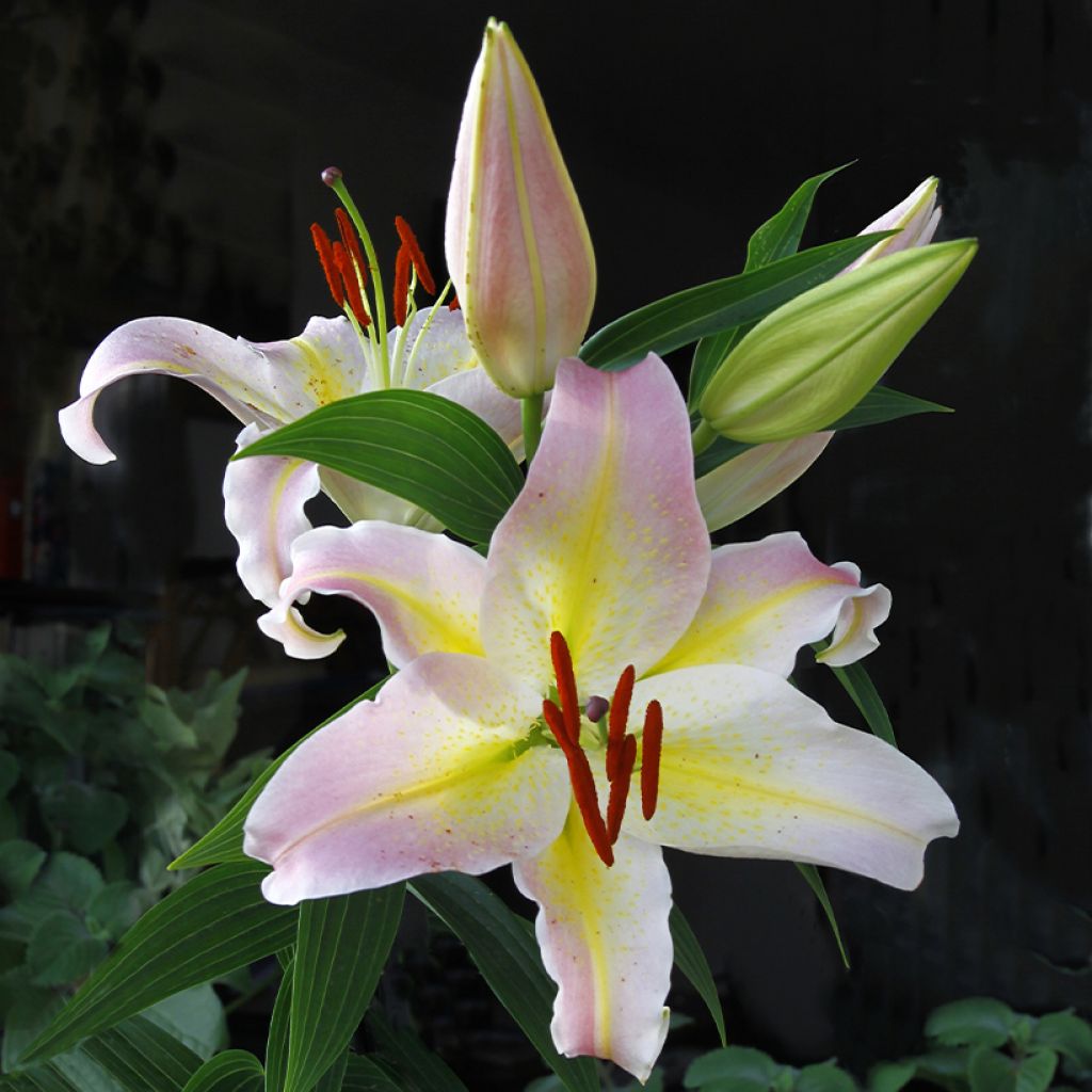 Lilium Hocus Pocus - Lirio