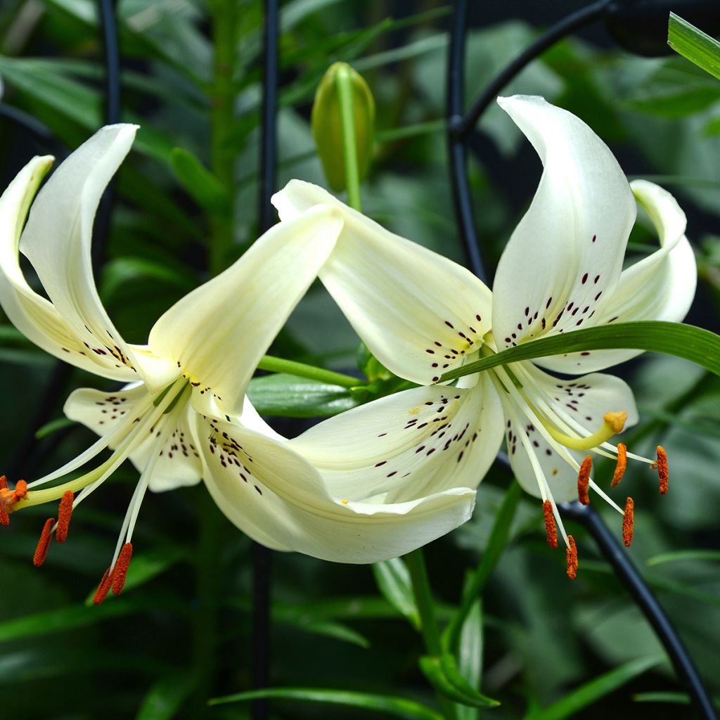 Lilium asiatica Sweet Surrender - Lirio asiático