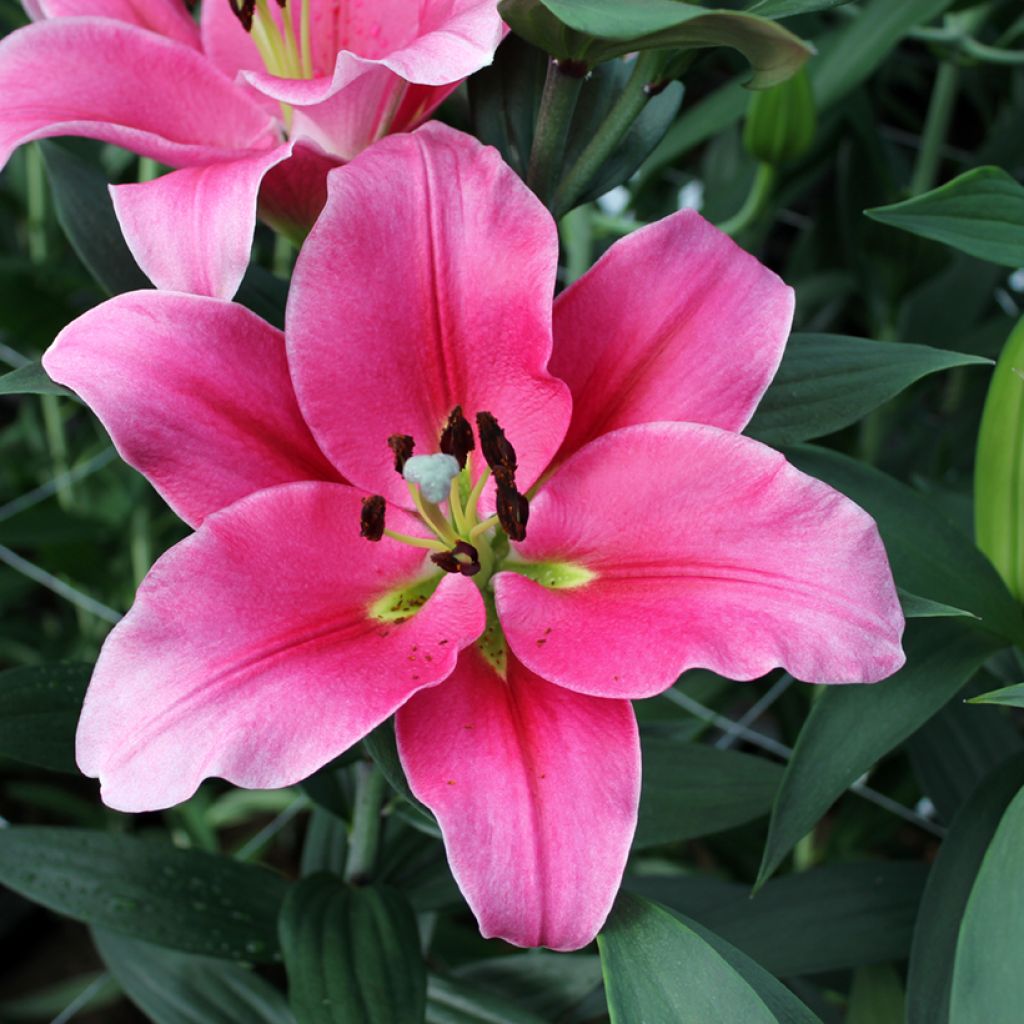 Lilium Trocadero - Lirio