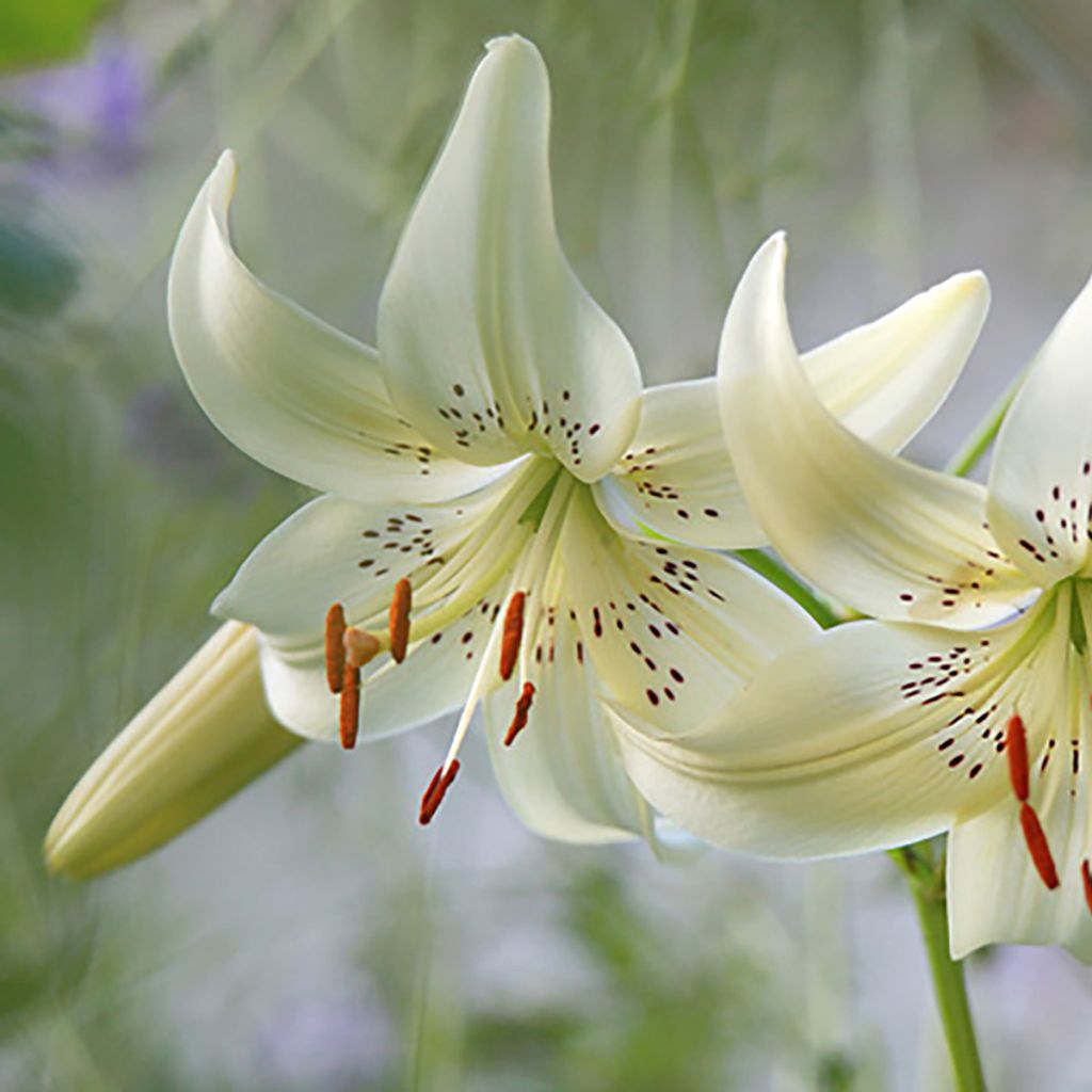 Lilium asiatica Sweet Surrender - Lirio asiático