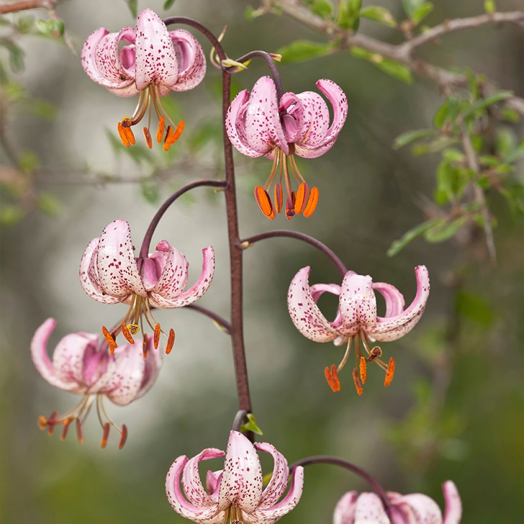 Martagón - Lilium martagon