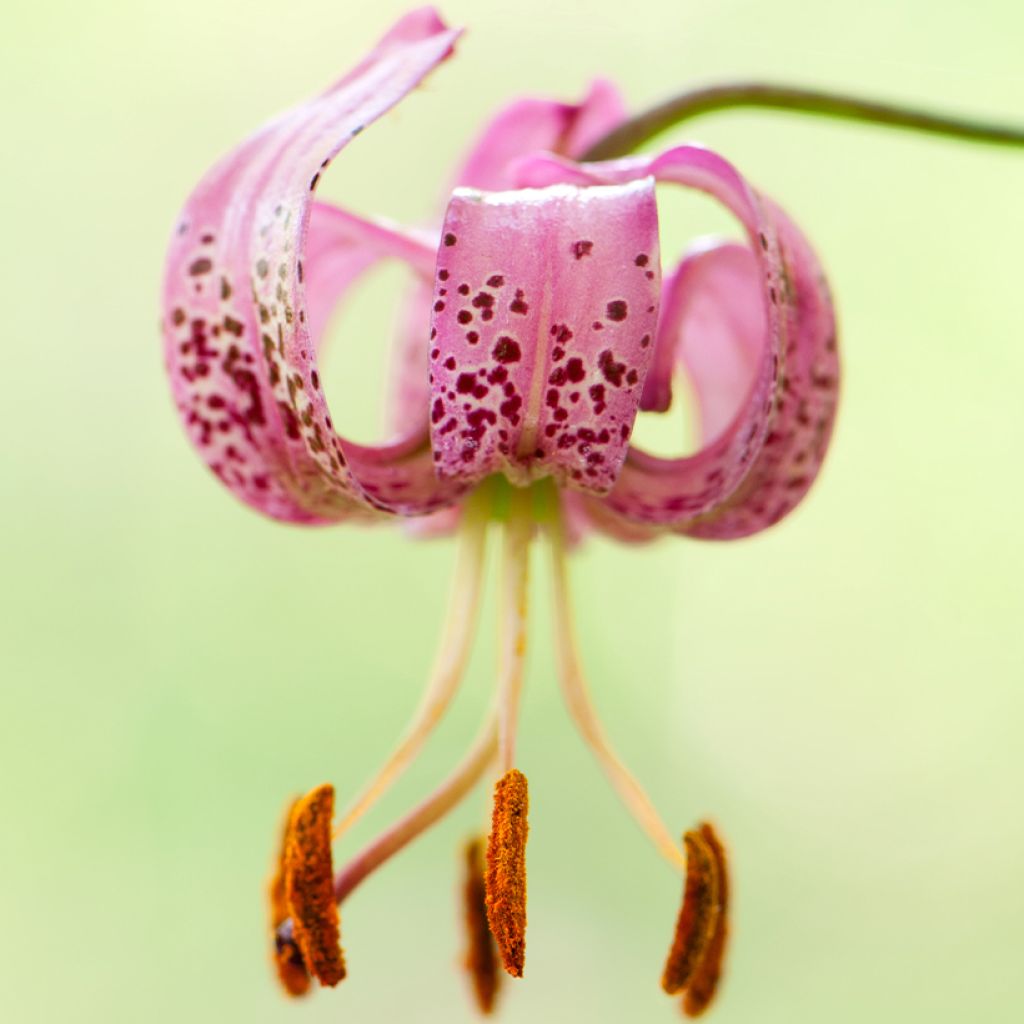 Martagón - Lilium martagon