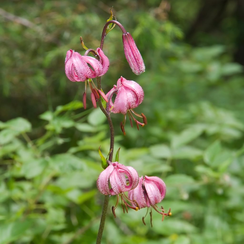 Martagón - Lilium martagon