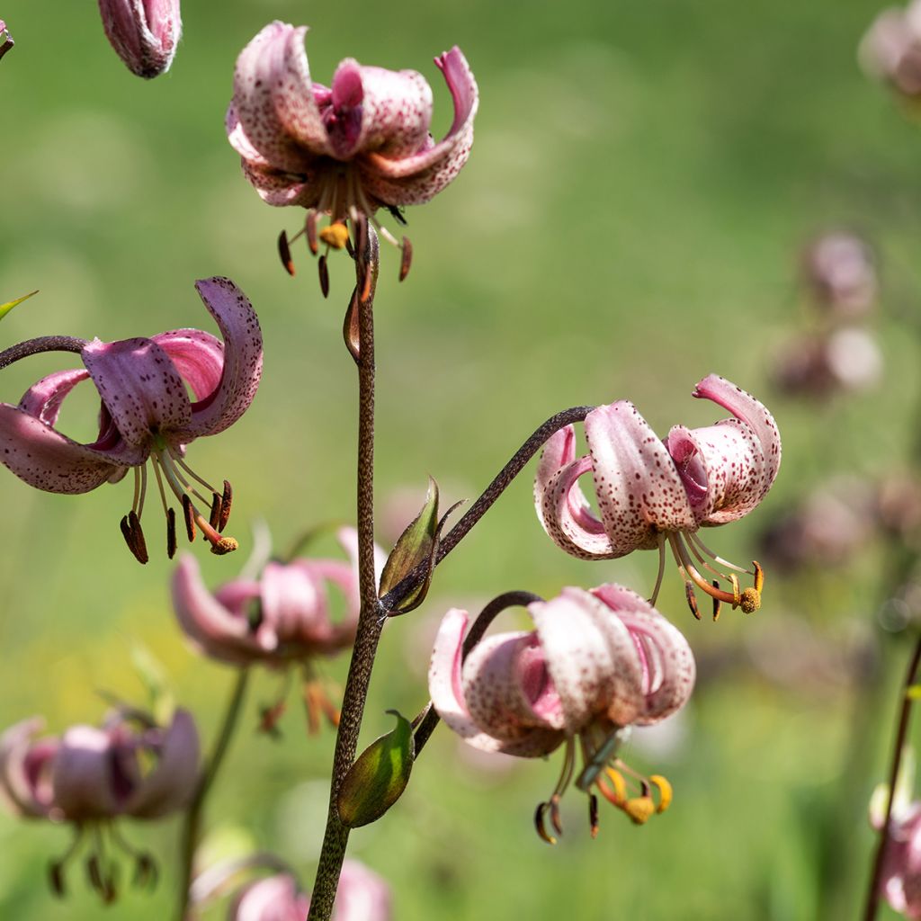 Martagón - Lilium martagon