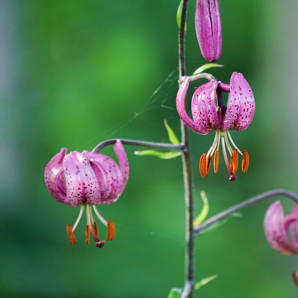 Martagón - Lilium martagon